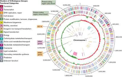 Figure from Chapter 9, Microbiology: An Evolving Science 6e