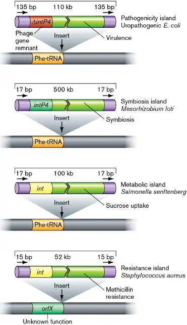 Figure from Chapter 9, Microbiology: An Evolving Science 6e