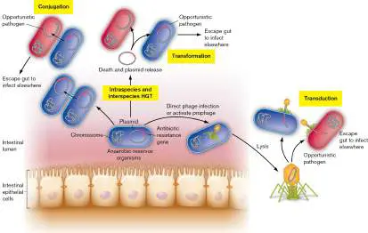 Figure from Chapter 9, Microbiology: An Evolving Science 6e