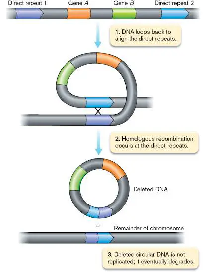 Figure from Chapter 9, Microbiology: An Evolving Science 6e