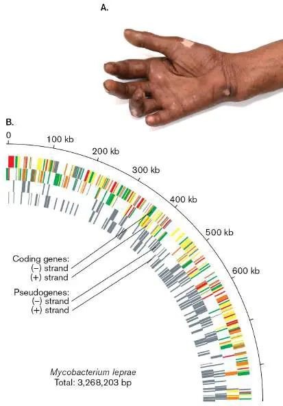 Figure from Chapter 9, Microbiology: An Evolving Science 6e