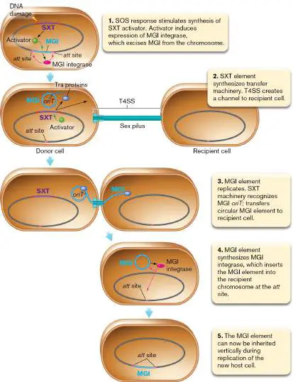 Figure from Chapter 9, Microbiology: An Evolving Science 6e