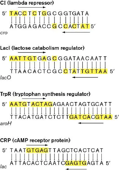 Figure from Chapter 10, Microbiology: An Evolving Science 6e