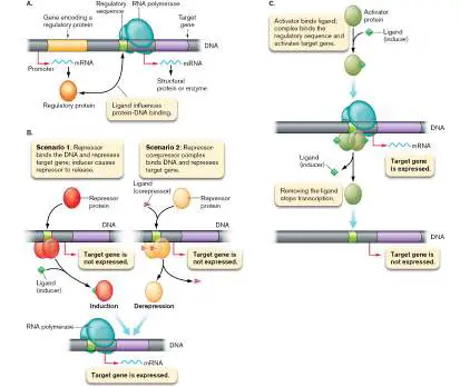 Figure from Chapter 10, Microbiology: An Evolving Science 6e