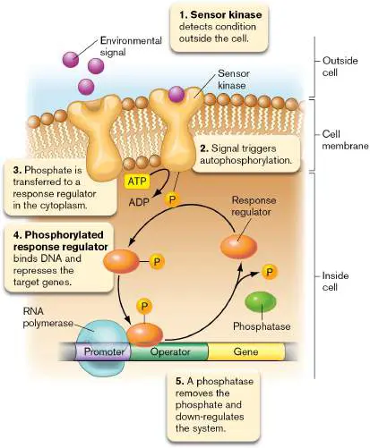 Figure from Chapter 10, Microbiology: An Evolving Science 6e