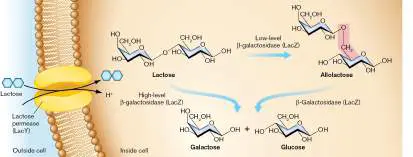 Figure from Chapter 10, Microbiology: An Evolving Science 6e