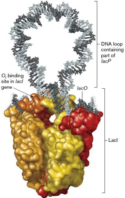 Figure from Chapter 10, Microbiology: An Evolving Science 6e
