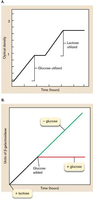 Figure from Chapter 10, Microbiology: An Evolving Science 6e