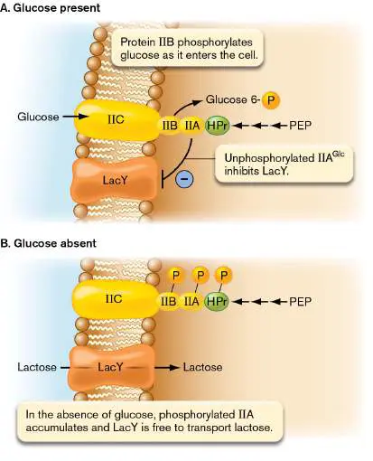 Figure from Chapter 10, Microbiology: An Evolving Science 6e