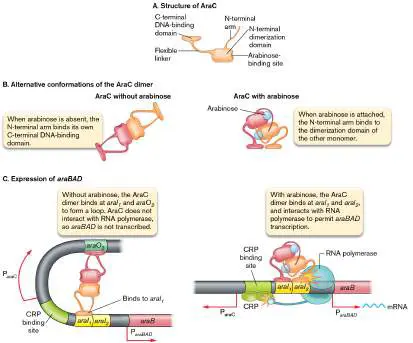 Figure from Chapter 10, Microbiology: An Evolving Science 6e