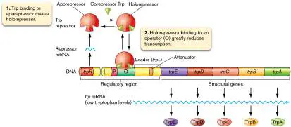 Figure from Chapter 10, Microbiology: An Evolving Science 6e