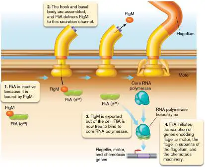 Figure from Chapter 10, Microbiology: An Evolving Science 6e