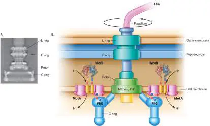 Figure from Chapter 10, Microbiology: An Evolving Science 6e