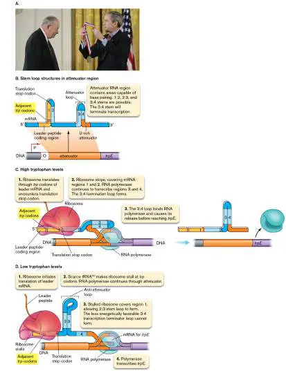 Figure from Chapter 10, Microbiology: An Evolving Science 6e