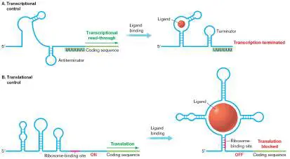 Figure from Chapter 10, Microbiology: An Evolving Science 6e