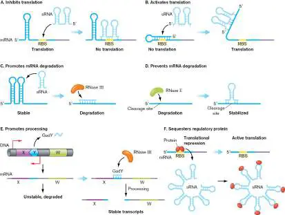 Figure from Chapter 10, Microbiology: An Evolving Science 6e