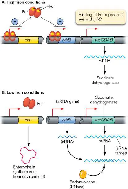 Figure from Chapter 10, Microbiology: An Evolving Science 6e