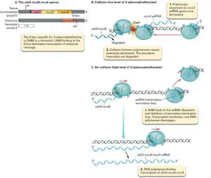 Figure from Chapter 10, Microbiology: An Evolving Science 6e
