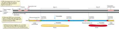 Figure from Chapter 10, Microbiology: An Evolving Science 6e