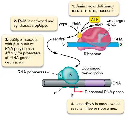 Figure from Chapter 10, Microbiology: An Evolving Science 6e