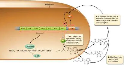 Figure from Chapter 10, Microbiology: An Evolving Science 6e