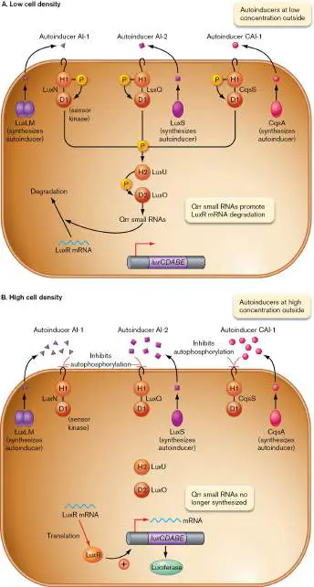 Figure from Chapter 10, Microbiology: An Evolving Science 6e