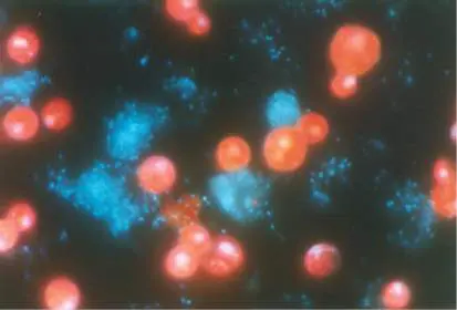 Figure from Chapter 10, Microbiology: An Evolving Science 6e