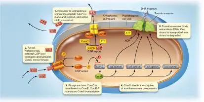Figure from Chapter 10, Microbiology: An Evolving Science 6e