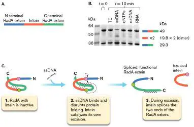Figure from Chapter 10, Microbiology: An Evolving Science 6e