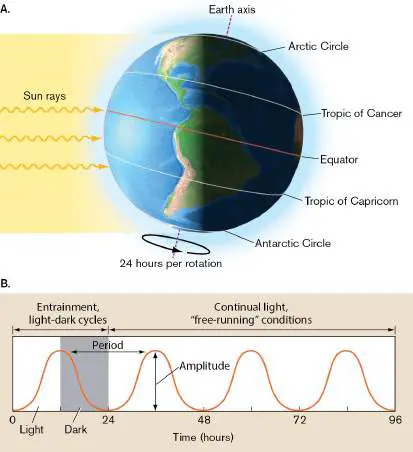 Figure from Chapter 10, Microbiology: An Evolving Science 6e