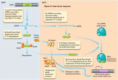 Figure from Chapter 10, Microbiology: An Evolving Science 6e