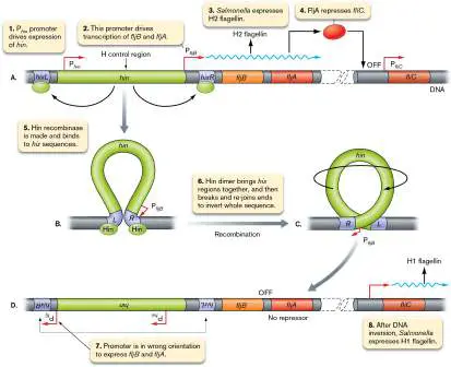 Figure from Chapter 10, Microbiology: An Evolving Science 6e