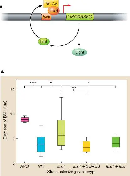 Figure from Chapter 10, Microbiology: An Evolving Science 6e