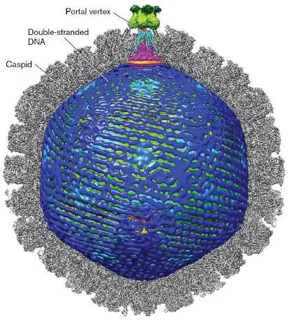 Figure from Chapter 11, Microbiology: An Evolving Science 6e