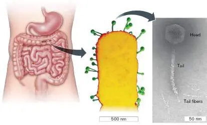 Figure from Chapter 11, Microbiology: An Evolving Science 6e