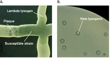 Figure from Chapter 11, Microbiology: An Evolving Science 6e