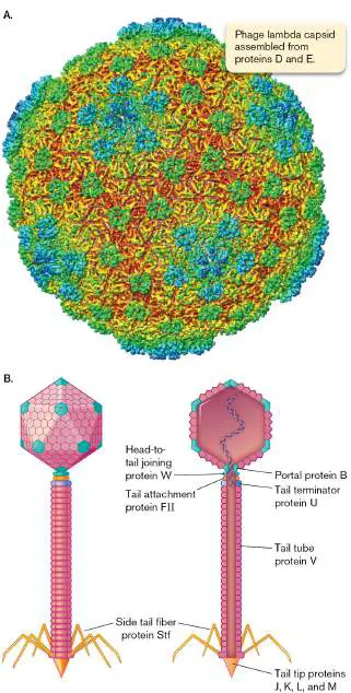 Figure from Chapter 11, Microbiology: An Evolving Science 6e