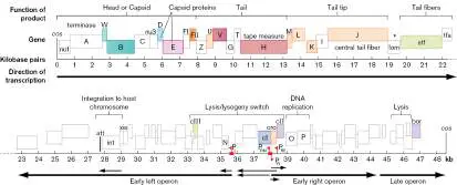 Figure from Chapter 11, Microbiology: An Evolving Science 6e
