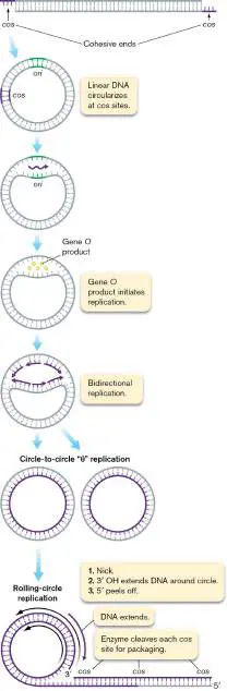 Figure from Chapter 11, Microbiology: An Evolving Science 6e
