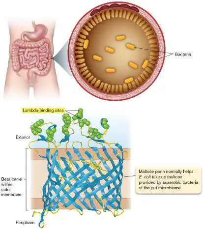 Figure from Chapter 11, Microbiology: An Evolving Science 6e