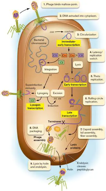 Figure from Chapter 11, Microbiology: An Evolving Science 6e