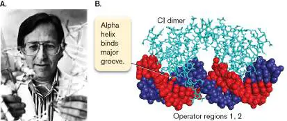 Figure from Chapter 11, Microbiology: An Evolving Science 6e
