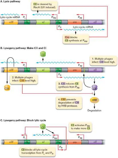 Figure from Chapter 11, Microbiology: An Evolving Science 6e