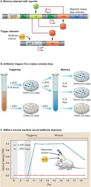 Figure from Chapter 11, Microbiology: An Evolving Science 6e