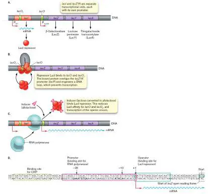 Figure from Chapter 11, Microbiology: An Evolving Science 6e
