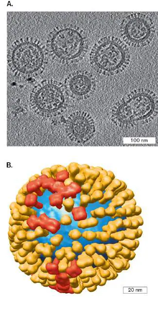 Figure from Chapter 11, Microbiology: An Evolving Science 6e