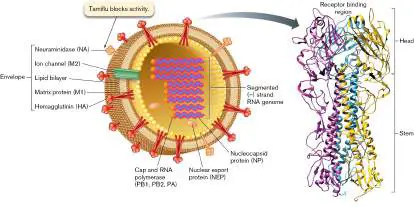 Figure from Chapter 11, Microbiology: An Evolving Science 6e