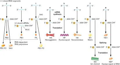Figure from Chapter 11, Microbiology: An Evolving Science 6e