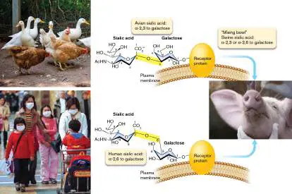 Figure from Chapter 11, Microbiology: An Evolving Science 6e