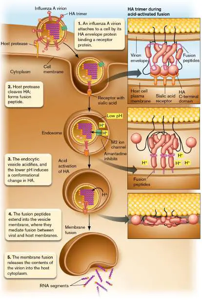 Figure from Chapter 11, Microbiology: An Evolving Science 6e